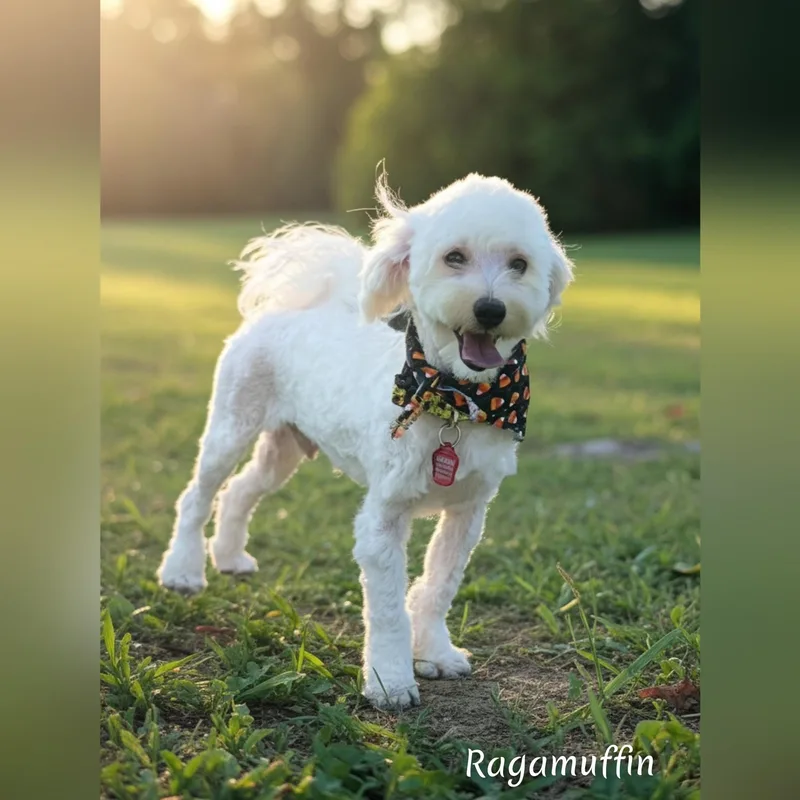 Ragamuffin thumbnail 4