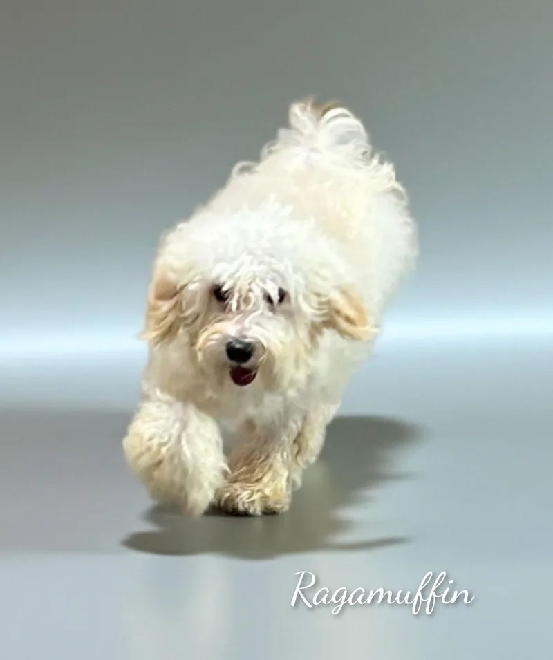 Ragamuffin thumbnail 5