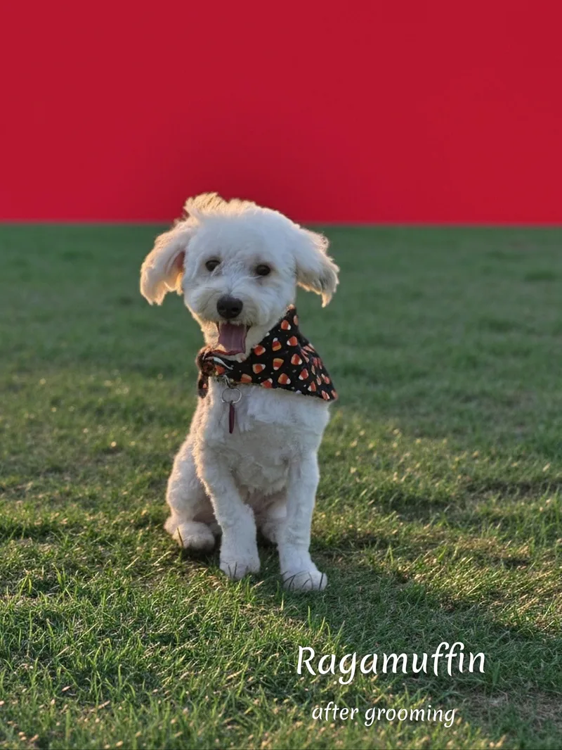 Ragamuffin thumbnail 6