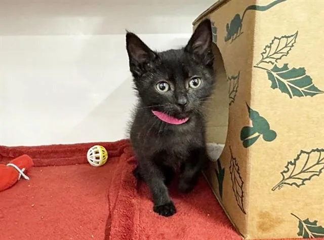 A baby small-sized female Domestic Short Hair cat named Hine for adoption in Saint Louis, MO