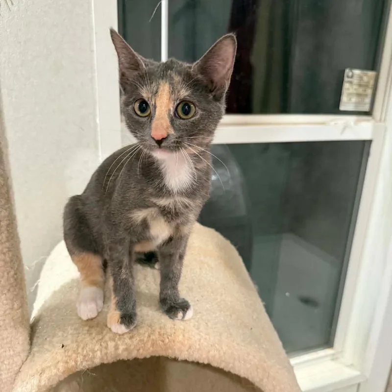A baby small-sized female Calico Domestic Short Hair cat named Clover for adoption in Newcastle, OK