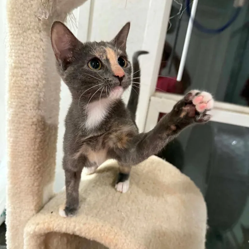 Clover thumbnail 4