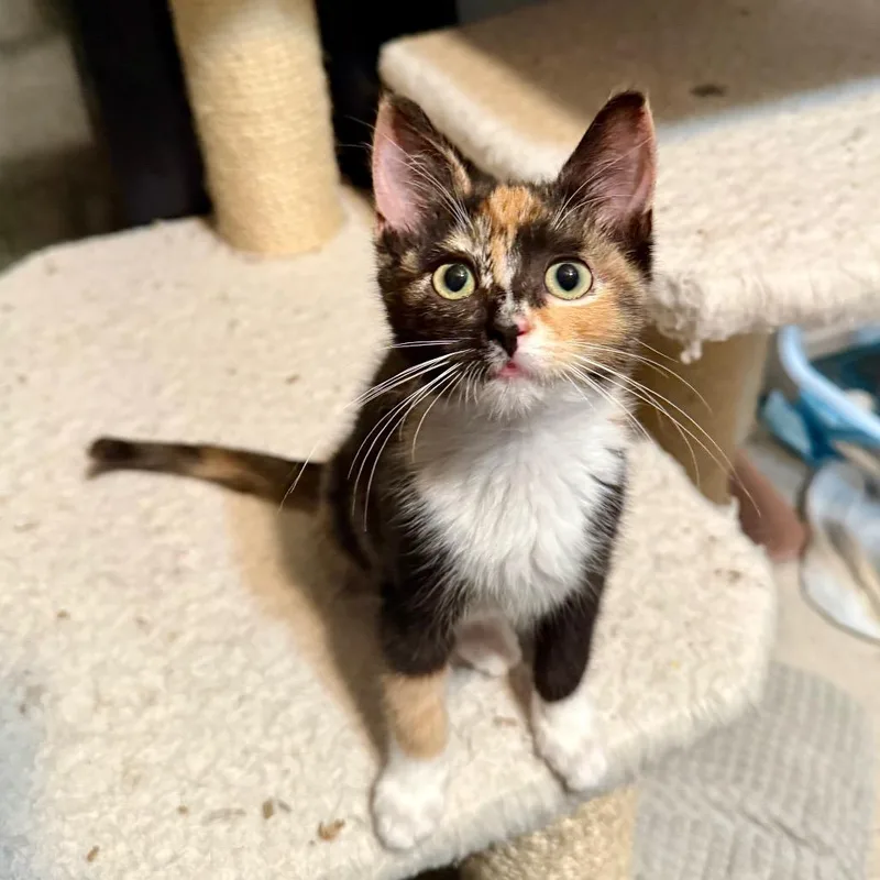 A baby small-sized female Domestic Short Hair cat named Daisy for adoption in Woodstock, GA