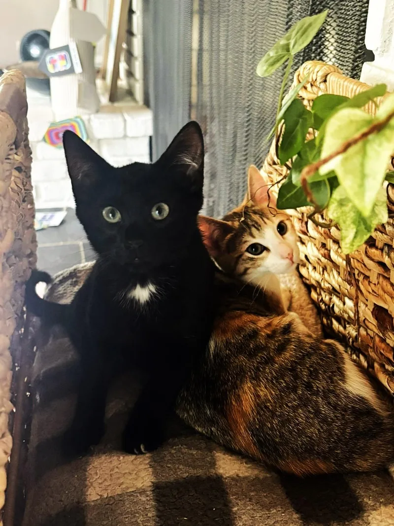 A baby medium-sized female Black Domestic Short Hair cat named Onyx for adoption in Lombard, IL