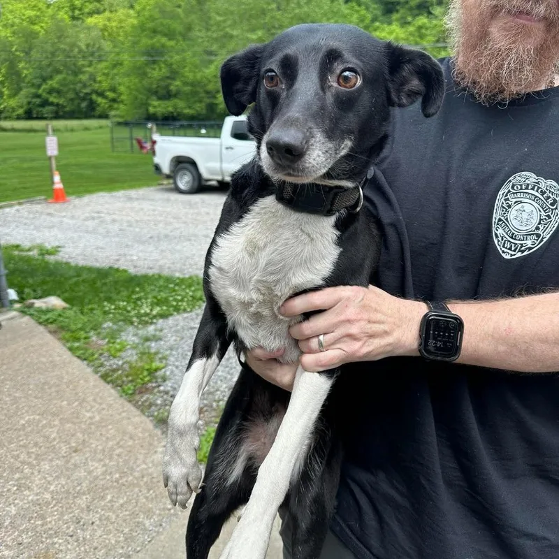 An adult medium-sized female Black Border Collie dog named Hattie for adoption in Shinnston, WV