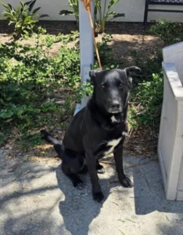 An adult extra large-sized male Labrador Retriever dog named Pepper for adoption in San Pedro, CA