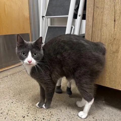 A senior medium-sized female Gray & White Domestic Short Hair cat named Oona for adoption in Hutchinson, MN