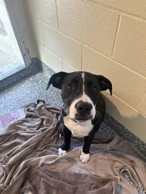 A young medium-sized female Labrador Retriever dog named Zoe for adoption in Brewster, MA