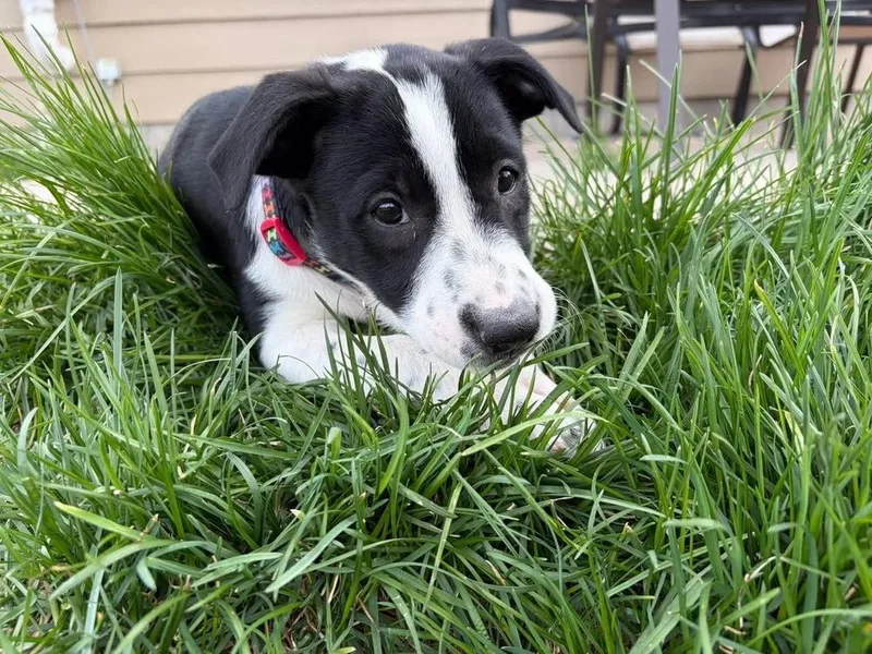 A baby small-sized female Tricolor (Brown, Black, & White) Labrador Retriever dog named Kaycee for adoption in Colorado Springs, CO
