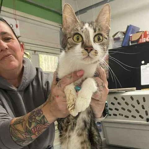 A young medium-sized female Brown / Chocolate Domestic Short Hair cat named Vinzer for adoption in Fredericksburg, VA