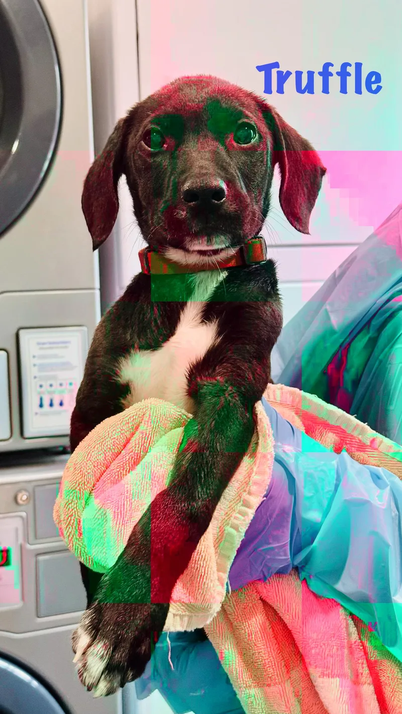 A baby medium-sized male Mixed Breed dog named Truffle for adoption in Rock Hill, NY