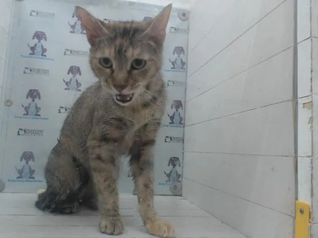 A young small-sized female Domestic Short Hair cat named Nicky for adoption in Orlando, FL