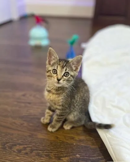 A baby small-sized female Domestic Short Hair cat named Peridot for adoption in Lawrenceville, GA
