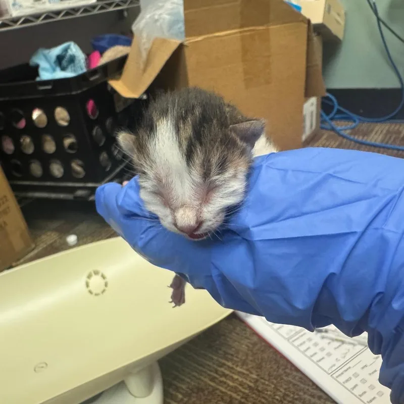 A baby small-sized male Domestic Medium Hair cat named Horse for adoption in Columbus, GA