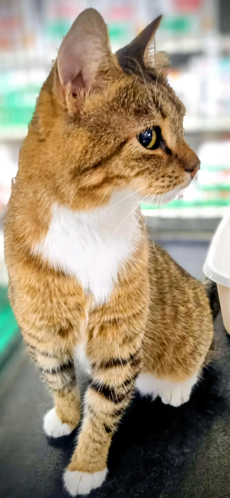 An adult medium-sized male Tabby (Brown / Chocolate) Domestic Short Hair cat named Gipsy Chino PetSmart for adoption in Yorba Linda, CA