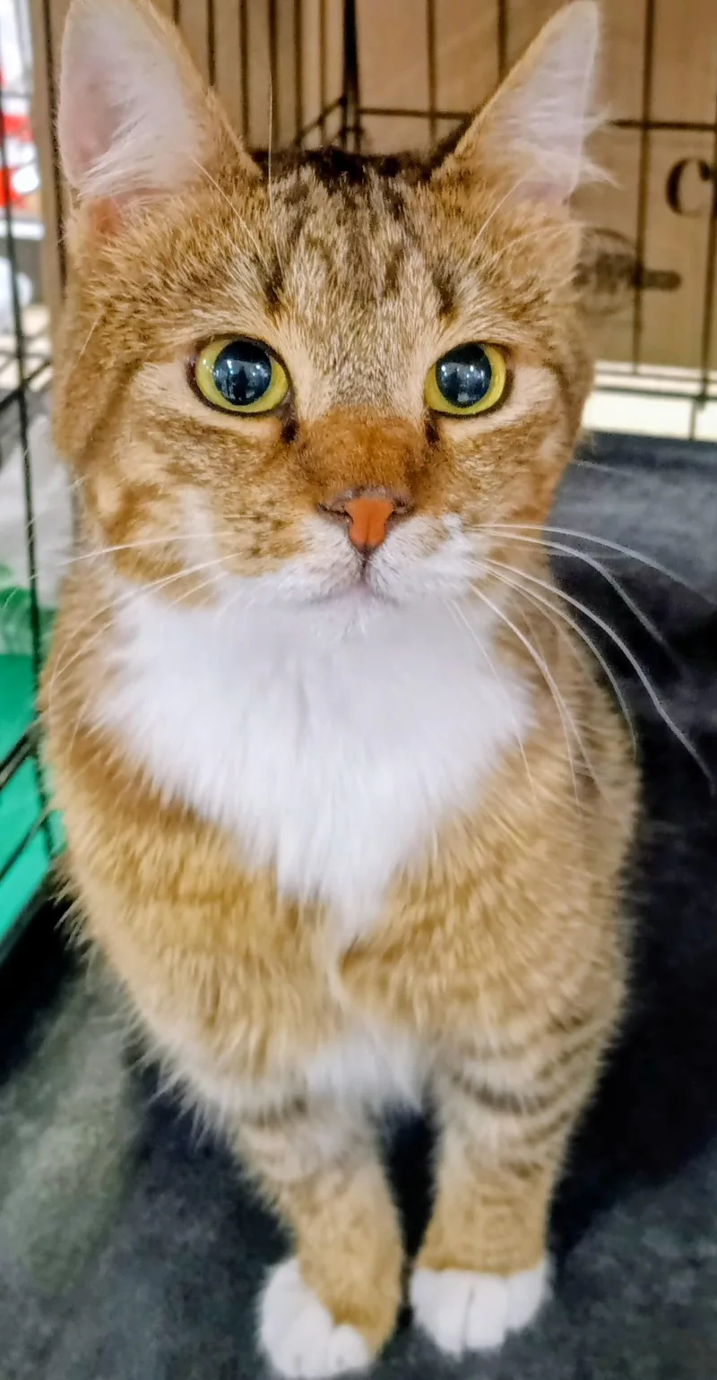 Gipsy Chino PetSmart thumbnail 2