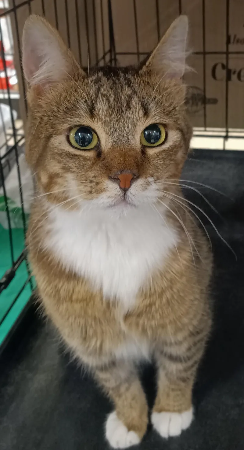 Gipsy Chino PetSmart thumbnail 3