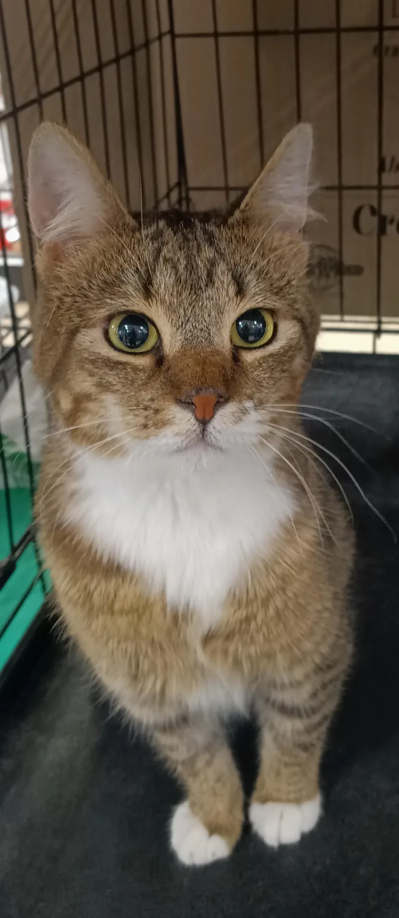 Gipsy Chino PetSmart thumbnail 4