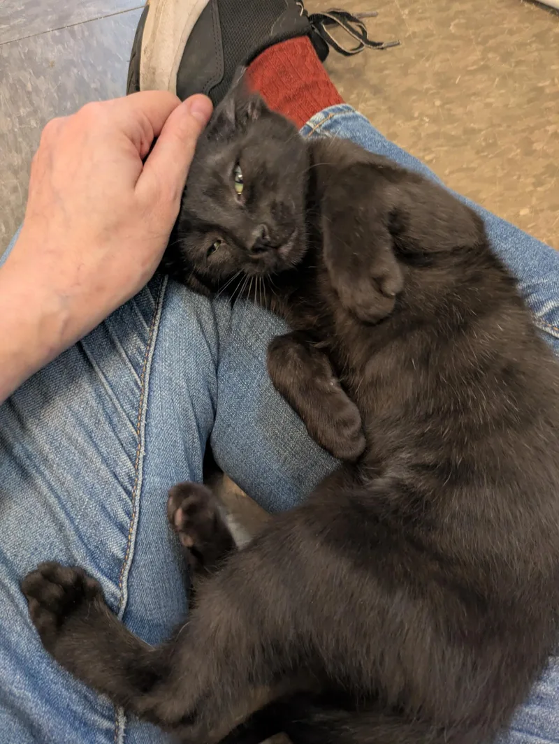 A baby small-sized male Domestic Short Hair cat named Niblet  Pet Supplies for adoption in Kalamazoo, MI