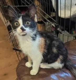 A young medium-sized female Calico cat named Vera  Classic Calico for adoption in Plano, TX