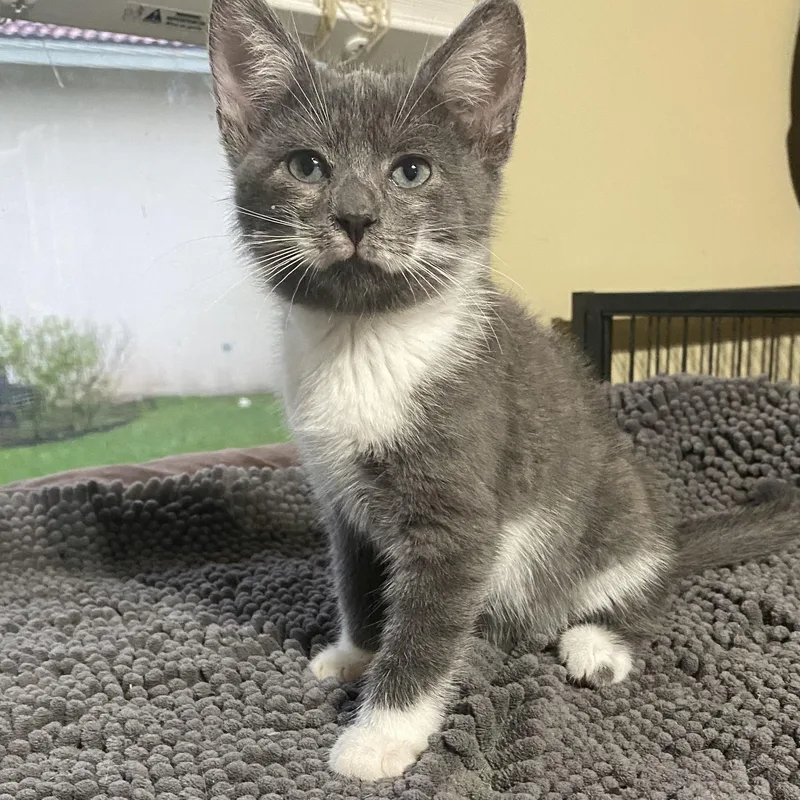 A baby medium-sized male Gray & White Domestic Short Hair cat named Ajax for adoption in Hopkinton, MA