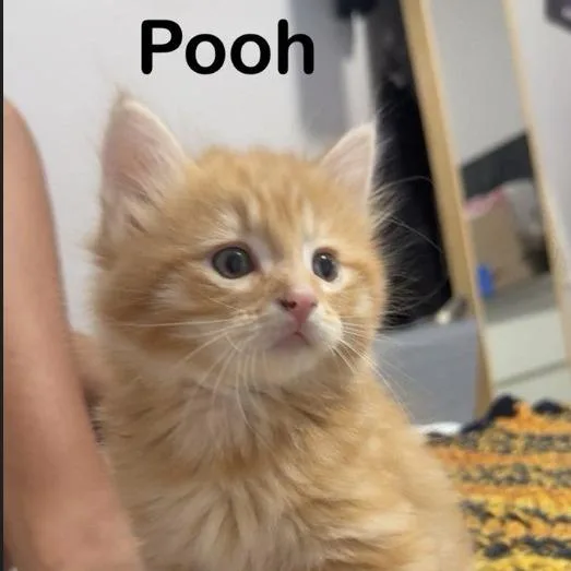 A baby small-sized male Orange / Red Domestic Long Hair cat named Pooh for adoption in Washington, PA
