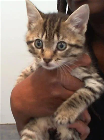 A baby small-sized male Domestic Short Hair cat named Drew for adoption in Charlotte, NC