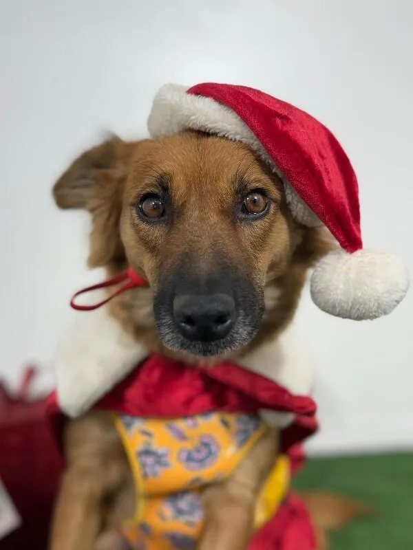 A young medium-sized female Brown / Chocolate Spaniel dog named Cinnamon for adoption in Carlsbad, CA