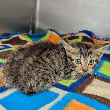 A baby small-sized male Domestic Short Hair cat named Peanuts for adoption in Hannibal, MO