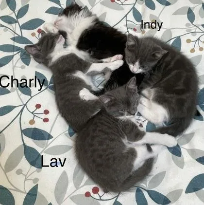 Lavender thumbnail 2