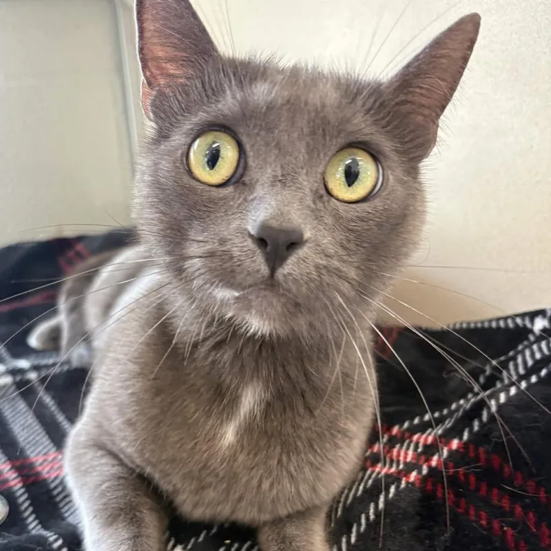 Miss Mulligan