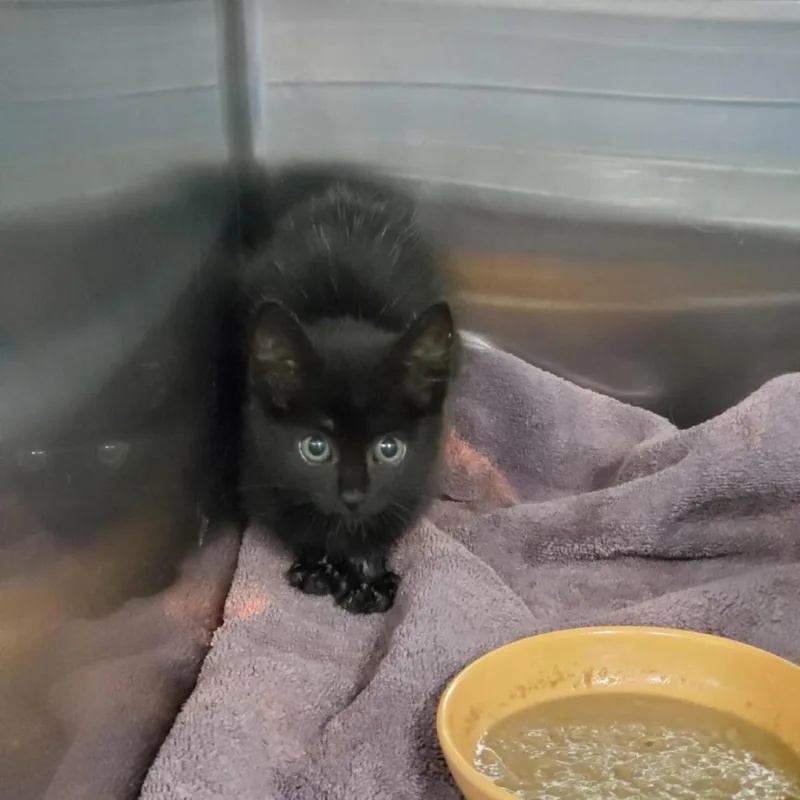 A young small-sized female Black Domestic Short Hair cat named Skylar for adoption in Greensboro, NC