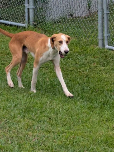 A young medium-sized male Treeing Walker Coonhound dog named A for adoption in Wilmington, NC