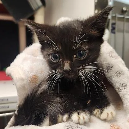 A baby small-sized female Black Domestic Medium Hair cat named Sandia for adoption in Tacoma, WA