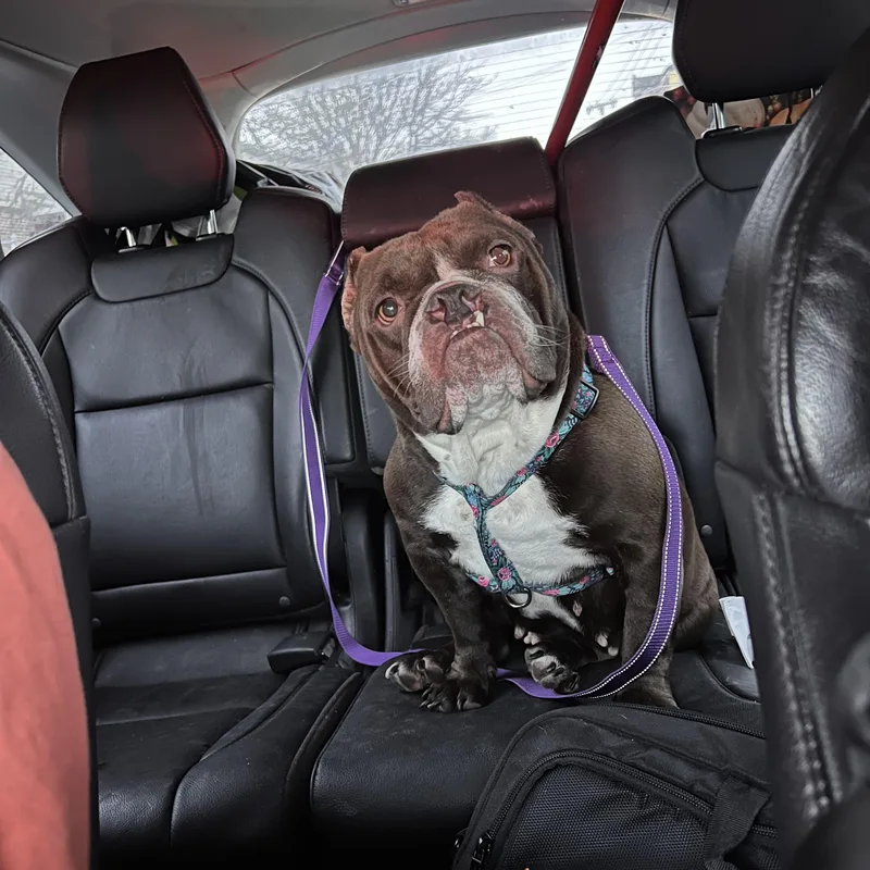 A young medium-sized female American Bully dog named Mona Lisa for adoption in Palisades Park, NJ