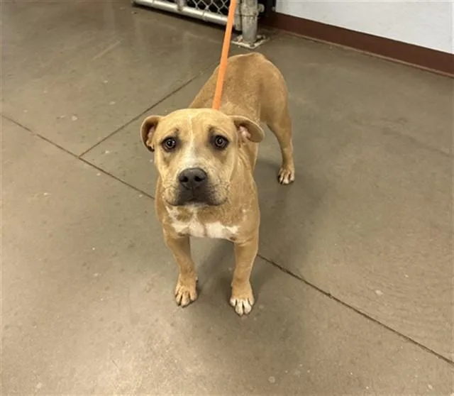A young large-sized female Pit Bull Terrier dog named Gretchen for adoption in Phoenix, AZ