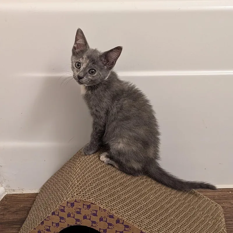 A baby small-sized female Tortoiseshell Domestic Short Hair cat named Fearless Folly for adoption in Fredericksburg, VA