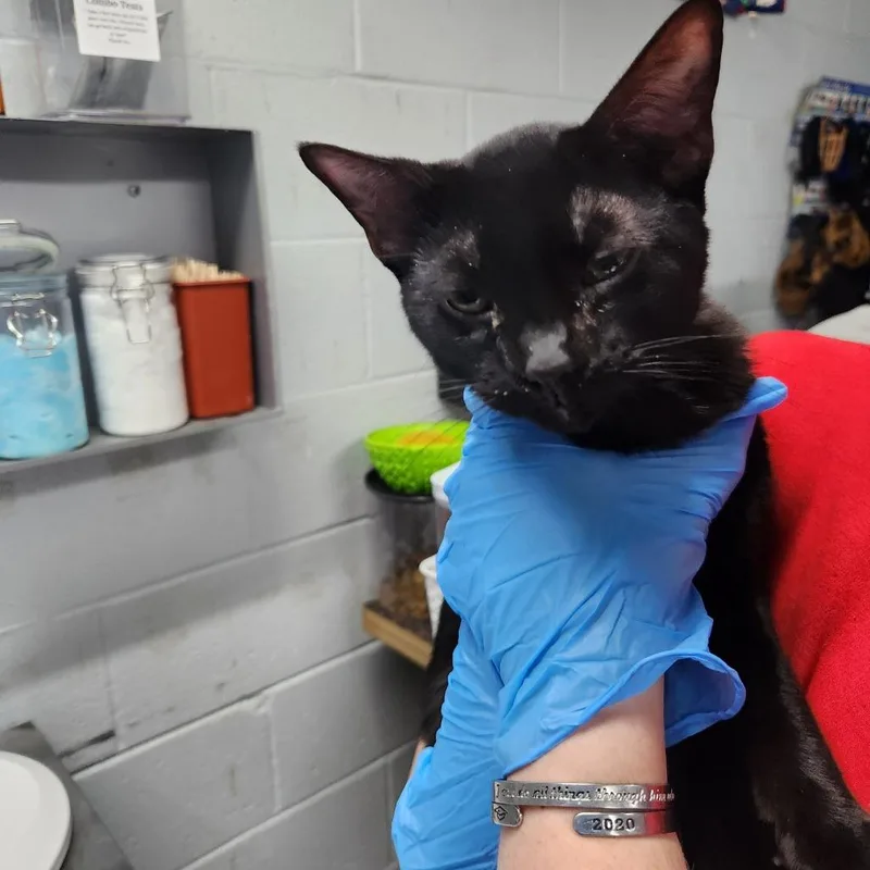 An adult medium-sized male Black Domestic Short Hair cat named Spiderman for adoption in Summerville, SC