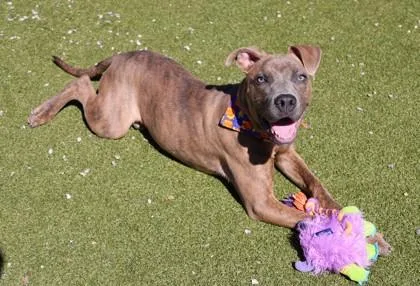 A young medium-sized male Mixed Breed dog named Draco for adoption in Athens, GA