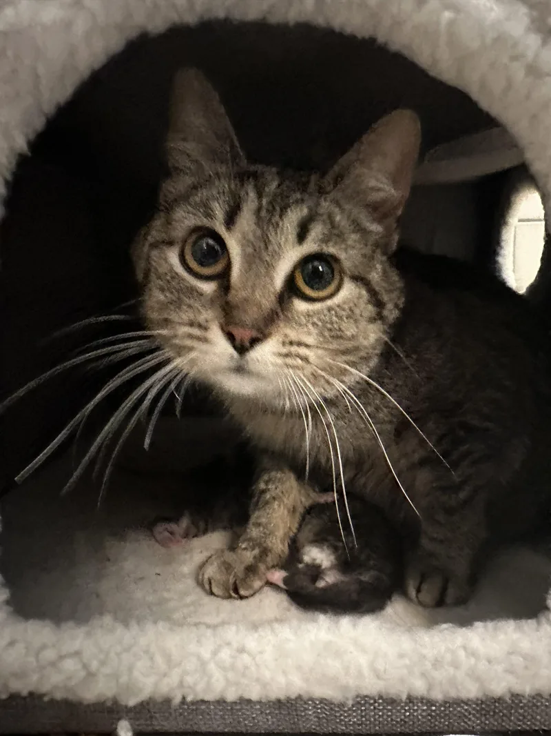 A young medium-sized female Tabby (Brown / Chocolate) Domestic Short Hair cat named Wendys for adoption in Tipp City, OH