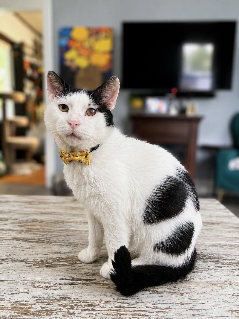 A senior medium-sized male Black & White / Tuxedo Domestic Short Hair cat named Howard for adoption in South Lyon, MI