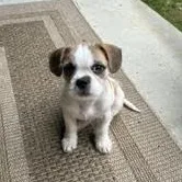 A baby small-sized male French Bulldog dog named Drop for adoption in Midlothian, VA