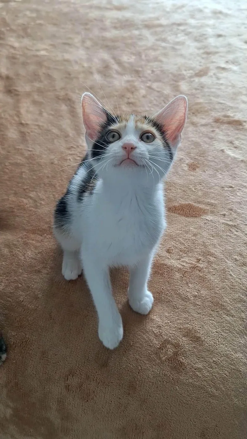 A baby medium-sized female Calico Domestic Short Hair cat named Kiwi for adoption in BUTLER, PA