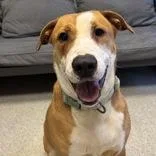 An adult large-sized female White / Cream Mixed Breed dog named Jill for adoption in Lansing, MI