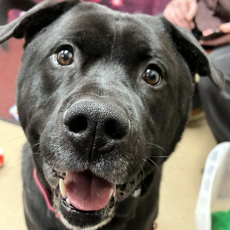 An adult large-sized male Mixed Breed dog named Kolby  Big Loving for adoption in Oshkosh, WI