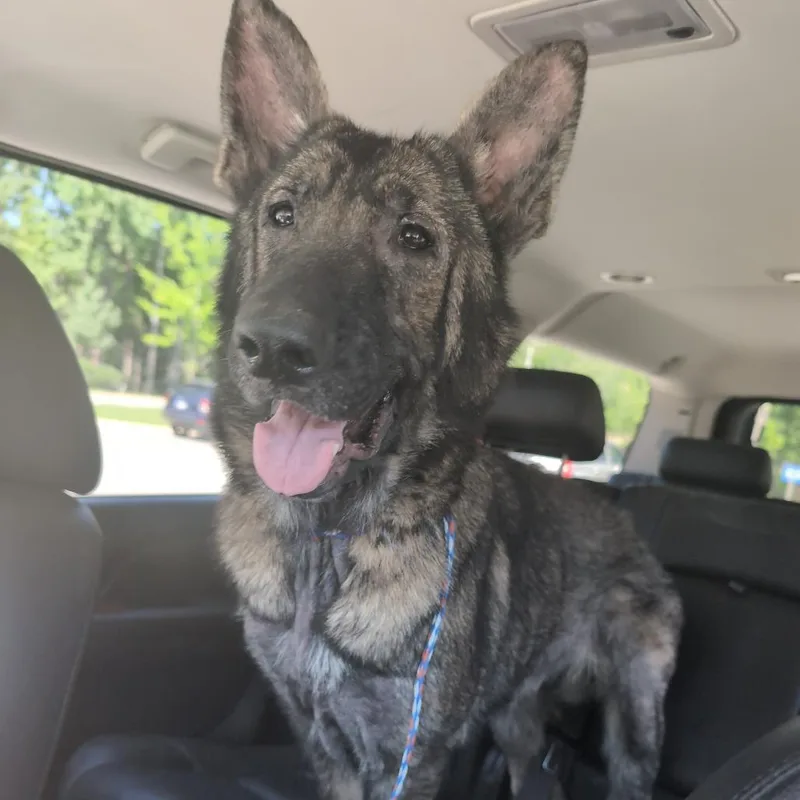 An adult medium-sized female Mixed Breed dog named Arya for adoption in Greensboro, NC