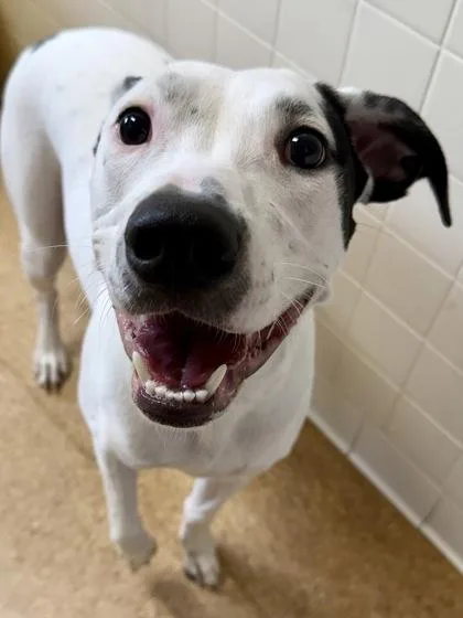 An adult large-sized male Terrier dog named Oakley for adoption in San Antonio, TX
