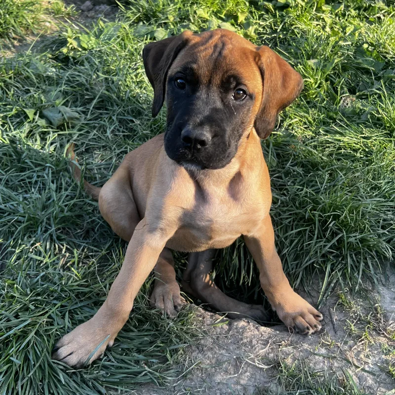 A baby large-sized female Yellow / Tan / Blond / Fawn Mastiff dog named Annabelle for adoption in Potomac, MD