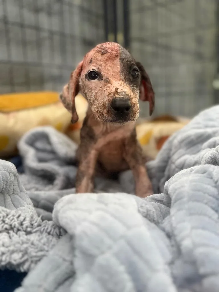 A baby medium-sized female Mixed Breed dog named Kimmy for adoption in Waynesville, GA