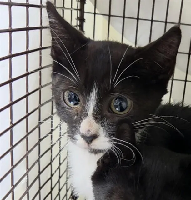 A baby small-sized male Domestic Short Hair cat named Ares for adoption in Fort Lauderdale, FL